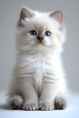 Stunning image of a full body portrait of a beautiful Ragdoll cat sitting calmly on a pristine white background looking directly at the with its captivating eyes and soft fluffy fur