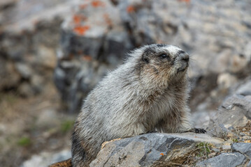 Wild Hoary Marmot (Marmota caligata) seen in Banff National Park during spring time standing between rocks in a high alpine area of rocky mountains in Canada. 