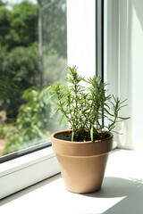 Aromatic rosemary plant in pot on windowsill indoors