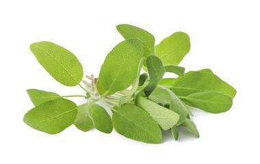 Branches of sage plant with green leaves isolated on white