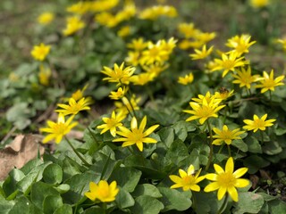 Obraz premium yellow flowers in the garden