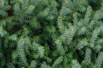 Background with green spruce branches