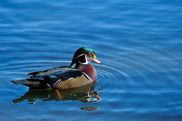 Wood Duck, Stanley Park