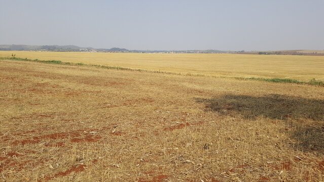 Panorama com planta&ccedil;&atilde;o de trigo.
