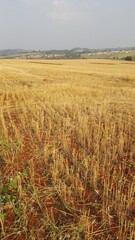 Paisagem com palha da plantação de trigo já colhido, e cidade desfocada ao fundo
