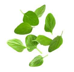 Fresh oregano leaves in air on white background