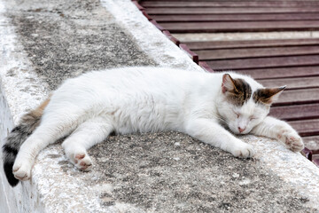 White stray cat  with colourful years and tail, sleeping on wall in Parga, Greece