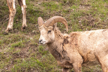 Wild bighorn sheep (Ovis canadensis) seen in Banff National Park during summer time with blurred, grey sky background. Wilderness with animals in Canadian rocky mountains. 