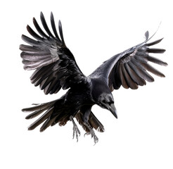Crow for halloween png transparent