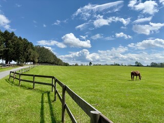 Green pasture with horse in distance blue sky © Tony