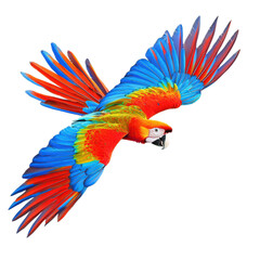 Fototapeta premium Colorful Parrot in Flight Captured in Realistic Photography