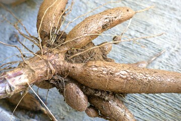 Fresh cassava tuber harvest from the farm