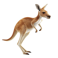 Realistic Kangaroo in Motion