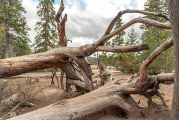 Incredible nature views at Pyramid Lake in Jasper National Park during spring time with dead, old tree fallen over in abstract, cool view in boreal forest of Canada.