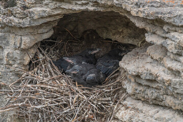 Young Ravens (Corvus Corax) seen in Jasper National Park during spring time with babies in nest in the side of Maligne Canyon during spring time. 
