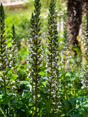 Close up of leaves and white flowers of a plant. Garden. 