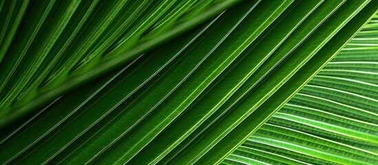 Obraz premium Close-Up View of Palm Tree Leaves