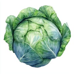Obraz premium Cabbage Vegetable Botanical Illustration
