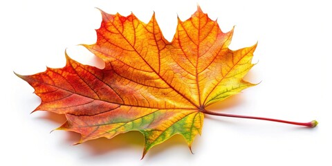 Obraz premium A vivid maple leaf stands out against a white backdrop, highlighting the rich autumn hues and exquisite natural beauty of the season in stunning detail.