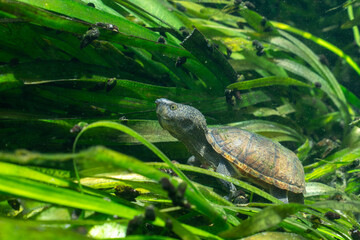 Loggerhead musk turtle underwater with sea grass