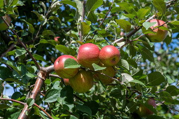 Closeup of apples in orchard farm on a sunny day