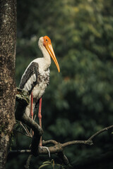 a painted stork resting on a tree in the morning