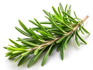 Fototapeta premium Fresh rosemary sprigs stand out against a white background, showcasing their aromatic flavor and versatility for culinary dishes and various medicinal applications.