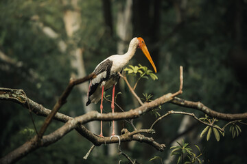 the tranquil presence of a painted stork resting on a tree in a sunlit green scene