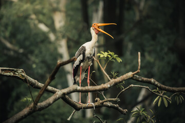 the tranquil presence of a painted stork resting on a tree in a sunlit green scene