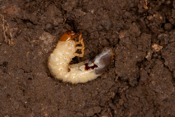 White grub worm found under a rock in the soil