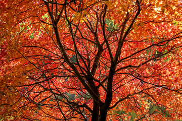 Inside view of a beautiful red maple tree in the fall in Minnesota