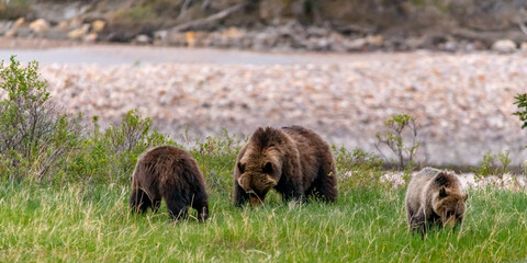 Wild grizzly bear family, Mom, two cubs (Ursus arctos horribilis) seen in Jasper National Park...