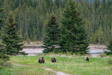 Wild grizzly bear family, Mom, two cubs (Ursus arctos horribilis) seen in Jasper National Park during summer time while foraging, eating on the side of the highway. Green, natural, flora background.