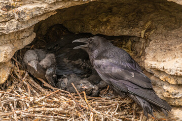 Young Ravens (Corvus Corax) seen in Jasper National Park during spring time with babies in nest in the side of Maligne Canyon during spring time. 