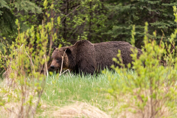 Wild grizzly bear (Ursus arctos horribilis) seen in Jasper National Park during summer time while foraging, eating on the side of the highway. Green, natural, flora background.