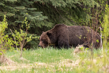 Wild grizzly bear (Ursus arctos horribilis) seen in Jasper National Park during summer time while foraging, eating on the side of the highway. Green, natural, flora background.