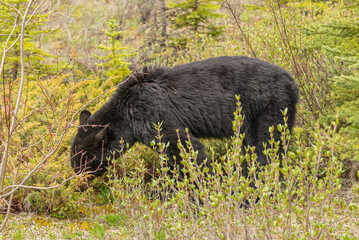 Wild black bear (Ursus americanus) seen in Jasper National Park during summer time while foraging, eating on the side of the highway. Green, natural, flora background.