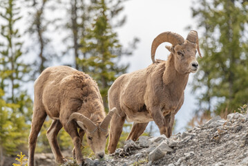 Wild bighorn sheep (Ovis canadensis) seen in Banff National Park during summer time with blurred, grey sky background. Wilderness with animals in Canadian rocky mountains. 