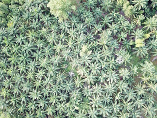 Aerial view of oil palm trees plantation