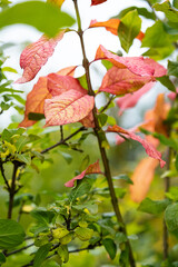 Close up of colorful autumn leaves on branches in garden setting.