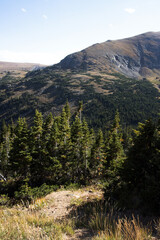Obraz premium View of the treeline and alpine tundra at 11,000' from Old Fall River Road in Rocky Mountain National Park in Colorado