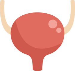 Illustration of a healthy human bladder, a vital organ responsible for collecting and storing urine before disposal