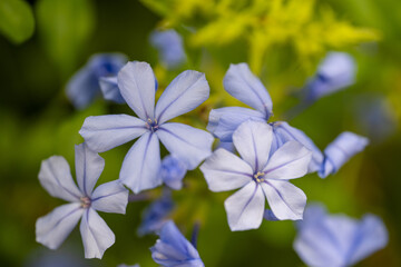 forget me not flowers