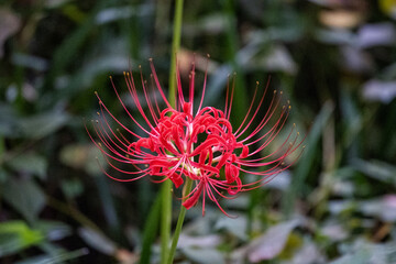 red flower