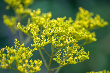 yellow flowers in spring