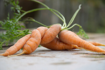 Fresh organic carrots with green tops on a wooden table in a garden setting