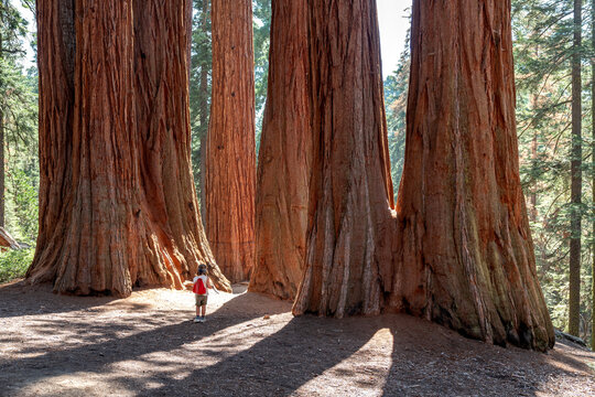 boy walking between Sequoia trees