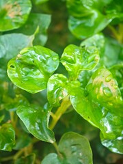green leaf with drops