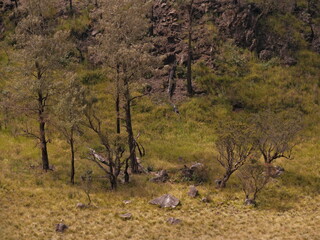 A field of trees and rocks with a few trees that are dead