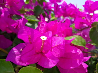 Purple bougainvillea flowers in a garden
